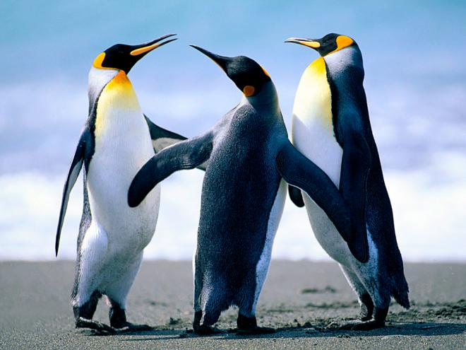 penguins-thumbnail